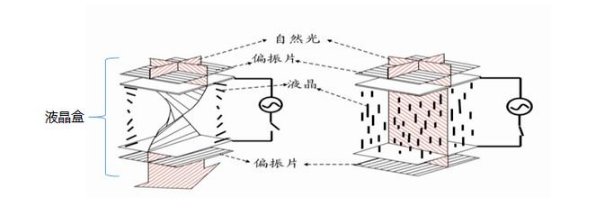 液晶盒及內部晶體.png